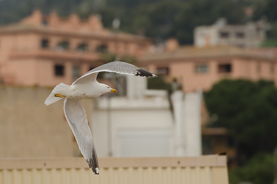  Mewim okiem Tossa Mar Nikon D7000 AF-S Nikkor 70-200mm f/2.8G Hiszpania 0 ptak dziób niebo ptak morski drewno frajer skrzydło charadriiformes