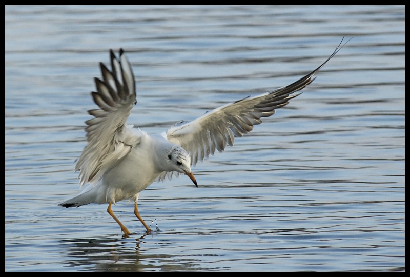  Mewa śmieszka Ptaki mewa ptaki Nikon D70 Sigma APO 100-300mm f/4 HSM Zwierzęta ptak fauna ptak morski woda dziób shorebird dzikiej przyrody pióro frajer skrzydło