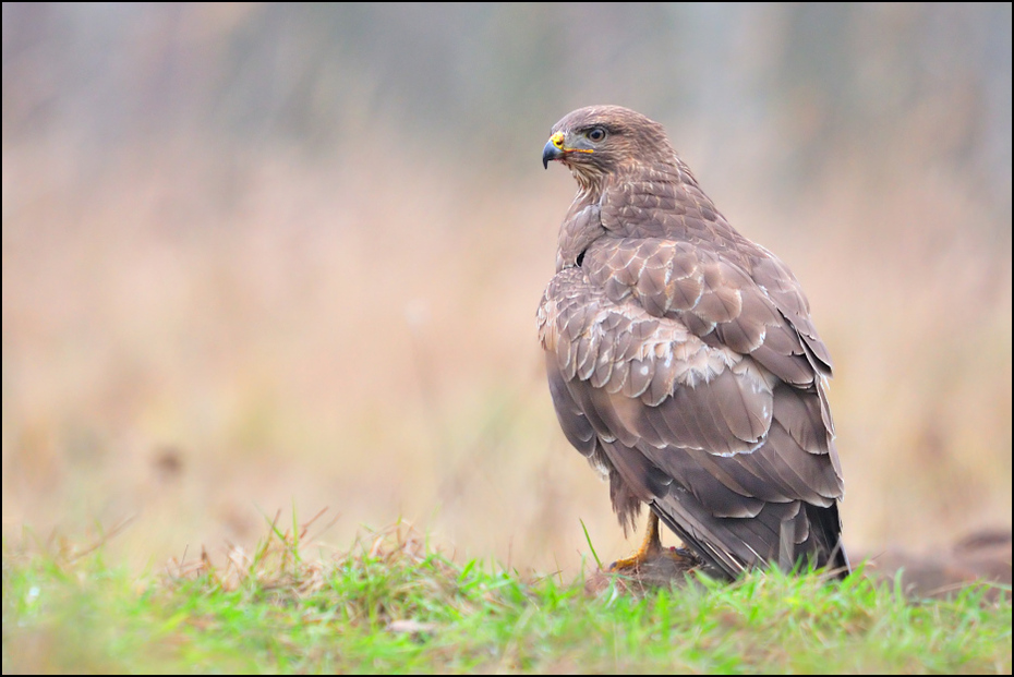  Myszołów Ptaki _DSC6708 Nikon D300 Sigma APO 500mm f/4.5 DG/HSM Zwierzęta ptak ekosystem ptak drapieżny fauna jastrząb dziób myszołów dzikiej przyrody orzeł sokół