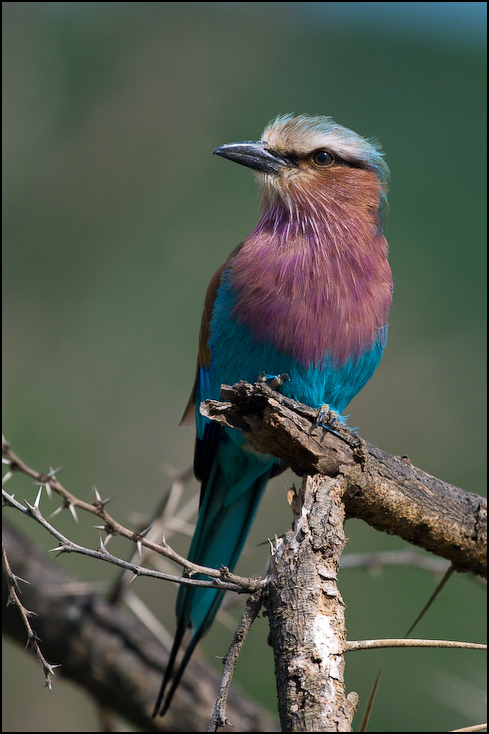  Kraska liliowopierśna Ptaki Nikon D300 Sigma APO 500mm f/4.5 DG/HSM Kenia 0 ptak wałek dziób fauna dzikiej przyrody pióro coraciiformes organizm gałąź sójka