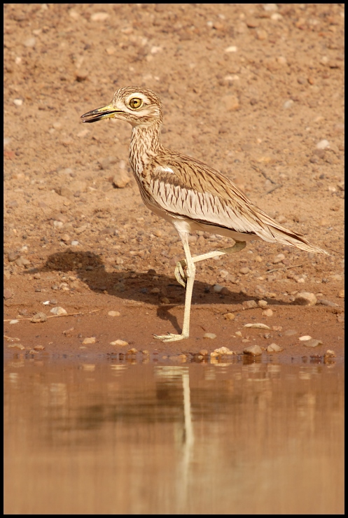  Kulon rzeczny Ptaki Nikon D200 Sigma APO 50-500mm f/4-6.3 HSM Senegal 0 ptak fauna ekosystem dzikiej przyrody dziób shorebird żuraw jak ptak ecoregion wodny ptak dźwig