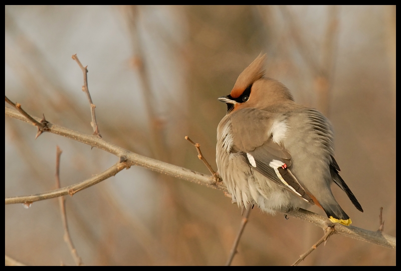  Jemiołuszka Ptaki jemiołuszka ptaki Nikon D200 Sigma APO 100-300mm f/4 HSM Zwierzęta ptak fauna dziób dzikiej przyrody słowik pióro ścieśniać skrzydło flycatcher starego świata Gałązka