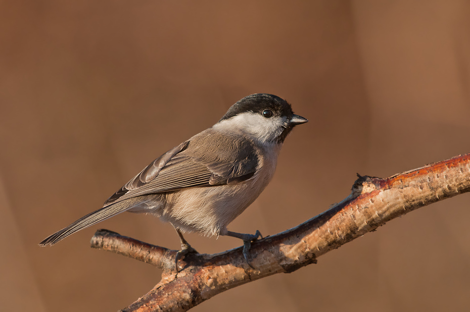  Czarnogłówka Ptaki Nikon D300 Sigma APO 500mm f/4.5 DG/HSM Zwierzęta ptak fauna dziób dzikiej przyrody wróbel zięba ptak przysiadujący chickadee Emberizidae pióro