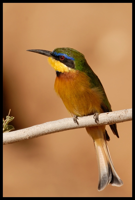  Żołna cynamonowa Ptaki żołna ptaki Nikon D200 Sigma APO 500mm f/4.5 DG/HSM Kenia 0 ptak fauna dziób zjadacz pszczół coraciiformes pióro dzikiej przyrody skrzydło organizm wilga na starym świecie