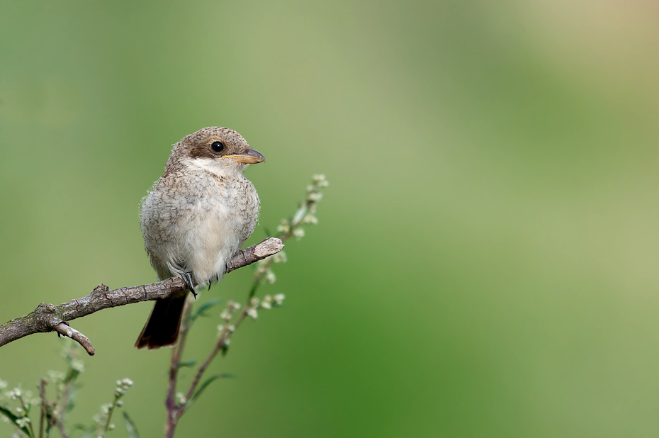  Dzierzba gąsiorek Ptaki wrocław Nikon D300 Sigma APO 500mm f/4.5 DG/HSM Zwierzęta ptak fauna dziób dzikiej przyrody strzyżyk wróbel organizm flycatcher starego świata słowik Gałązka