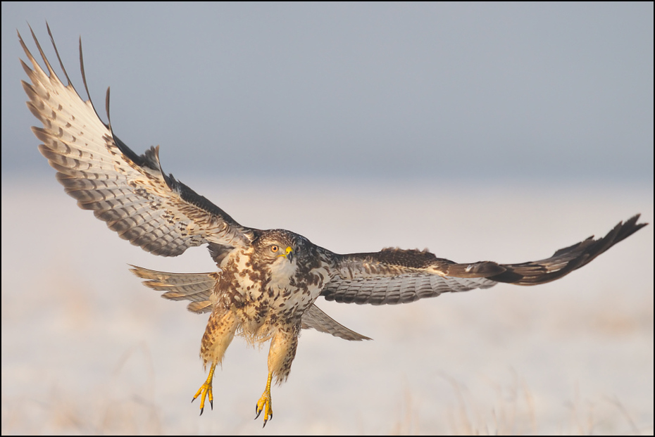  Myszołów #27 Ptaki Nikon D300 Sigma APO 500mm f/4.5 DG/HSM Zwierzęta ptak fauna myszołów jastrząb ptak drapieżny accipitriformes orzeł sokół dziób dzikiej przyrody