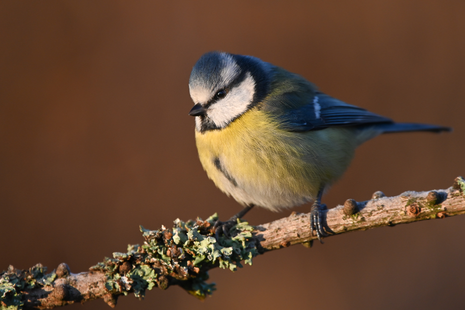  Modra Ptaki sikorka modraszka ptaki Nikon Sigma 150-600mm f/5-6.3 HSM Zwierzęta ptak fauna dziób dzikiej przyrody chickadee ptak przysiadujący zięba organizm pióro Gałązka