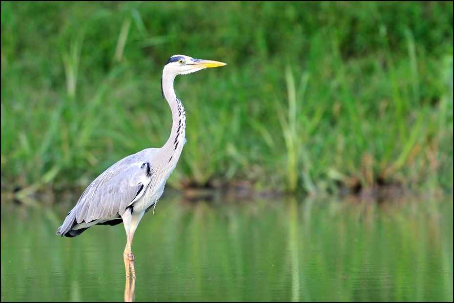  Czapla siwa Ptaki Nikon D300 Sigma APO 500mm f/4.5 DG/HSM Indie 0 ptak ekosystem fauna dziób dzikiej przyrody woda czapla Ciconiiformes bocian pelecaniformes