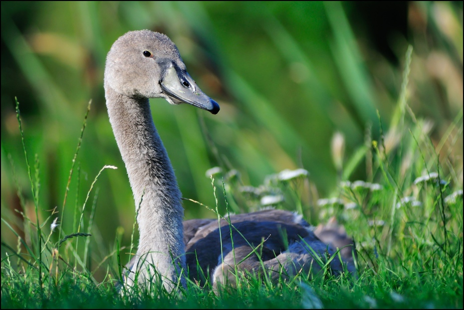  Łabądź juv Ptaki Nikon D300 Zoom-Nikkor 80-200mm f/2.8D Zwierzęta ptak ekosystem dziób fauna wodny ptak kaczki gęsi i łabędzie dzikiej przyrody ptactwo wodne trawa kaczka