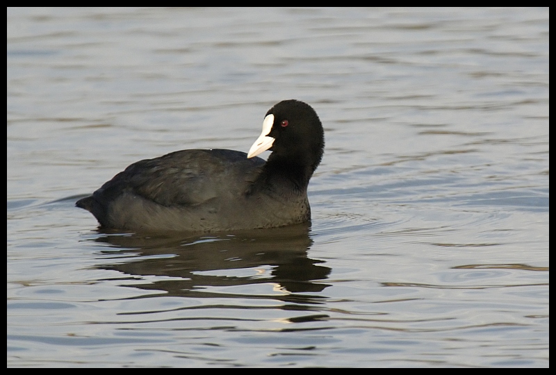  Łyska Ptaki łyska ptaki wodne Nikon D70 Sigma APO 100-300mm f/4 HSM Zwierzęta ptak woda amerykański coot fauna dziób rallidae wodny ptak ptak morski żuraw jak ptak kaczka