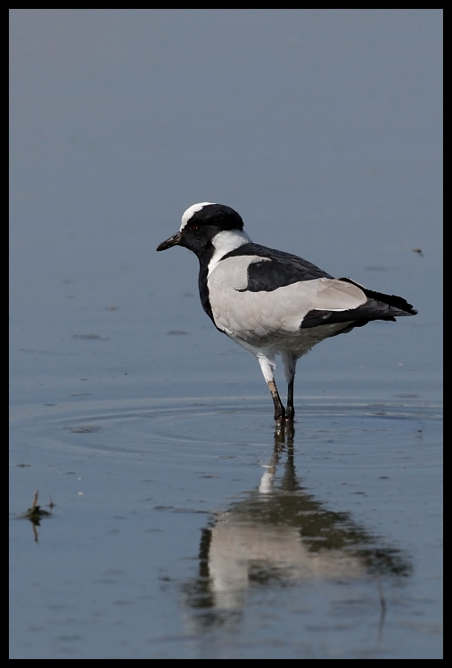  Czajka srokata Ptaki ptaki Nikon D200 Sigma APO 500mm f/4.5 DG/HSM Kenia 0 ptak dziób fauna wodny ptak shorebird woda ptak morski dzikiej przyrody charadriiformes frajer