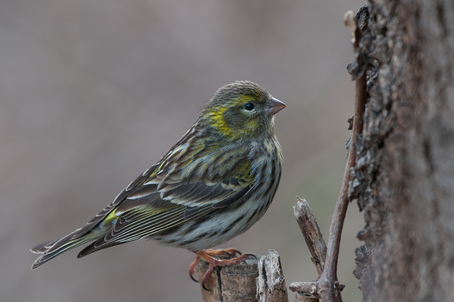  Czyż Ptaki Nikon D300 Sigma APO 500mm f/4.5 DG/HSM Zwierzęta ptak zięba dziób fauna pióro wróbel zięba domowa brambling dzikiej przyrody flycatcher starego świata