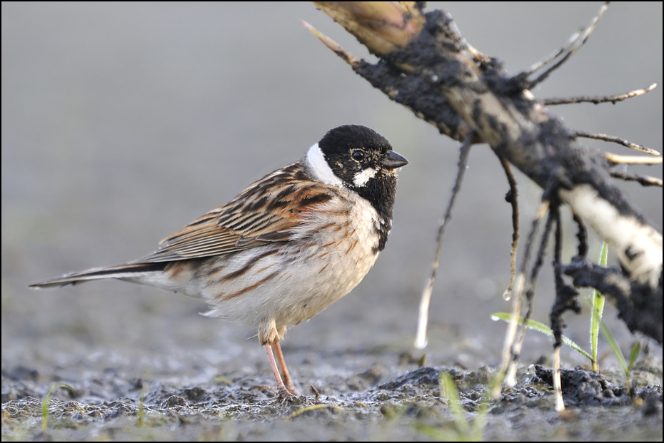  Potrzos Ptaki Nikon D300 Sigma APO 500mm f/4.5 DG/HSM Zwierzęta ptak fauna dziób wróbel dzikiej przyrody pióro Wróbel Emberizidae brambling ptak przysiadujący