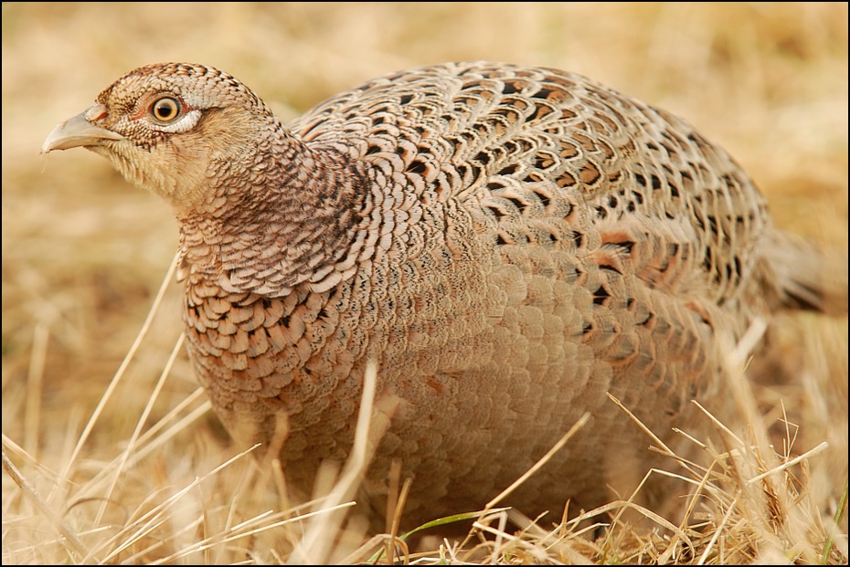  Samica bażanta Ptaki Nikon D200 Sigma APO 100-300mm f/4 HSM Zwierzęta galliformes fauna zwierzę lądowe dziób bażant ptak ptactwo kuropatwa pardwa dzikiej przyrody