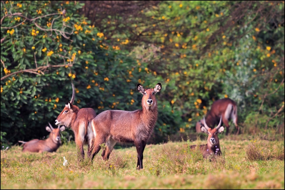  Kob śniady stado Zwierzęta Nikon D300 Sigma APO 500mm f/4.5 DG/HSM Kenia 0 dzikiej przyrody fauna pustynia jeleń rezerwat przyrody łąka waterbuck trawa pastwisko antylopa