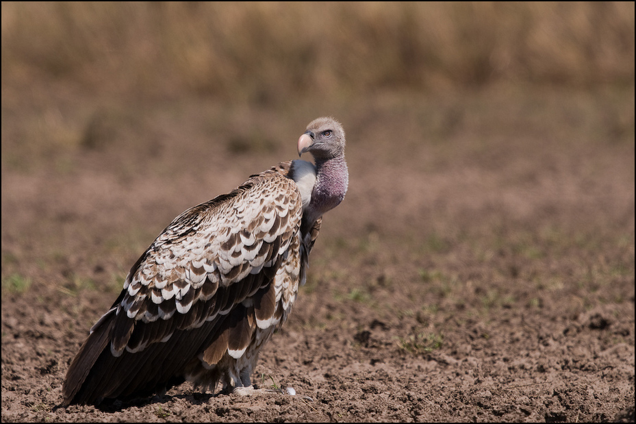  Sęp plamisty Ptaki Nikon D300 Sigma APO 500mm f/4.5 DG/HSM Kenia 0 fauna ptak dziób ptak drapieżny dzikiej przyrody sęp organizm ecoregion