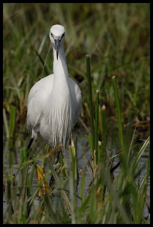  Czapla nadobna Ptaki ptaki Nikon D200 Sigma APO 500mm f/4.5 DG/HSM Kenia 0 ptak dziób fauna flora bocian Ciconiiformes dzikiej przyrody mała niebieska czapla czapla egret