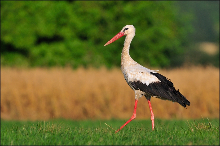  Bocian Ptaki Nikon D300 Sigma APO 500mm f/4.5 DG/HSM Zwierzęta ptak bocian biały bocian ekosystem Ciconiiformes dziób trawa żuraw jak ptak dźwig łąka