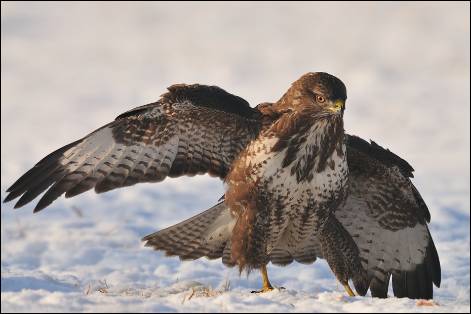  Myszołów #29 Ptaki Nikon D300 Sigma APO 500mm f/4.5 DG/HSM Zwierzęta ptak dziób orzeł fauna myszołów accipitriformes ptak drapieżny jastrząb dzikiej przyrody sokół