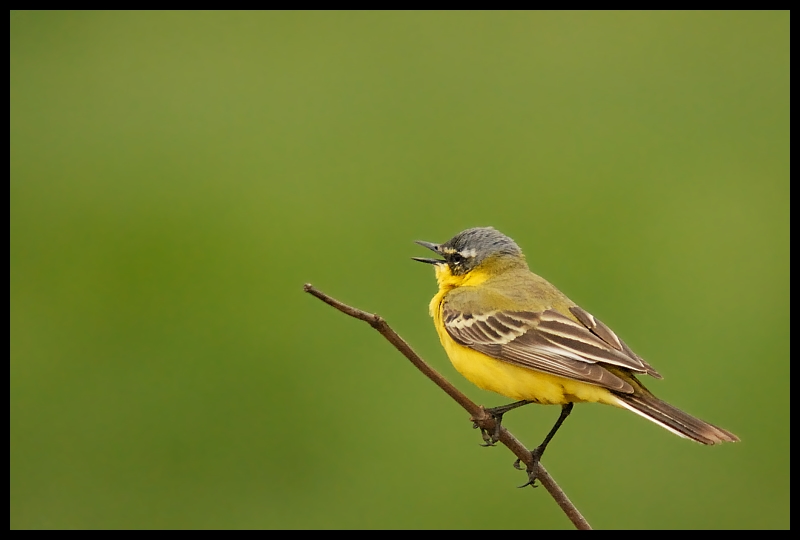  Pliszka żółta Ptaki pliszka ptaki Nikon D200 Sigma APO 50-500mm f/4-6.3 HSM Zwierzęta ptak fauna dzikiej przyrody dziób zięba flycatcher starego świata skrzydło organizm Emberizidae skowronek