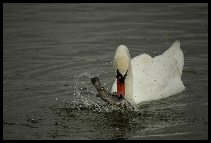  Łabędź drapieżca Ptaki łabądź ptak Nikon D70 Sigma APO 100-300mm f/4 HSM Zwierzęta wodny ptak łabędź woda kaczki gęsi i łabędzie fauna kaczka dziób ptactwo wodne seaduck