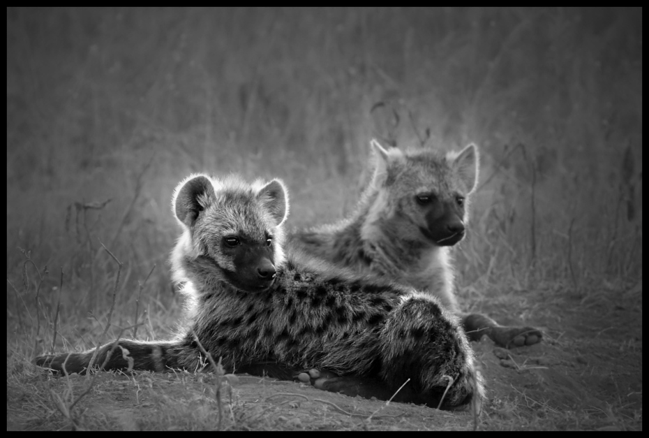  Hieny Przyroda hiena Nikon D200 Sigma APO 500mm f/4.5 DG/HSM Kenia 0 dzikiej przyrody czarny i biały czarny fauna fotografia monochromatyczna ssak fotografia wąsy zwierzę lądowe