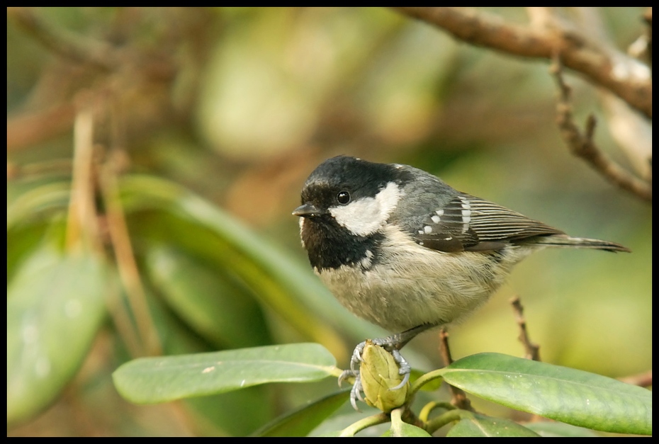  Sosnówka Ptaki sosnówka sikorki ptaki Nikon D200 Sigma APO 100-300mm f/4 HSM Zwierzęta ptak dziób fauna wróbel dzikiej przyrody Wróbel chickadee ptak przysiadujący zięba organizm