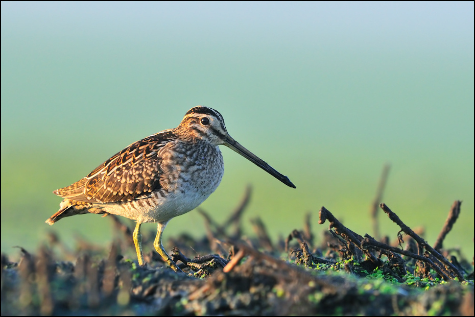  Bekas Kszyk Ptaki Nikon D300 Sigma APO 500mm f/4.5 DG/HSM Zwierzęta ptak bekas ekosystem dziób shorebird dzikiej przyrody brodziec fauna niebo Calidrid