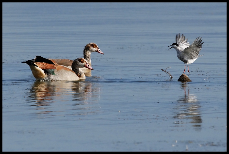  Sprzeczka Ptaki gęś egipska, rybitwa, ptaki Nikon D200 Sigma APO 500mm f/4.5 DG/HSM Kenia 0 ptak woda wodny ptak fauna odbicie dzikiej przyrody kaczki gęsi i łabędzie shorebird kaczka dziób