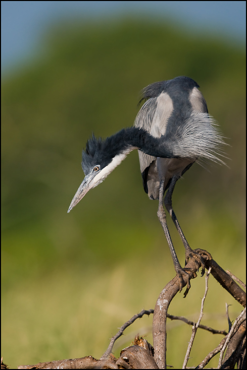  Czapla czarnogłowa Ptaki Nikon D300 Sigma APO 500mm f/4.5 DG/HSM Kenia 0 ptak dziób fauna dzikiej przyrody skrzydło pióro czapla