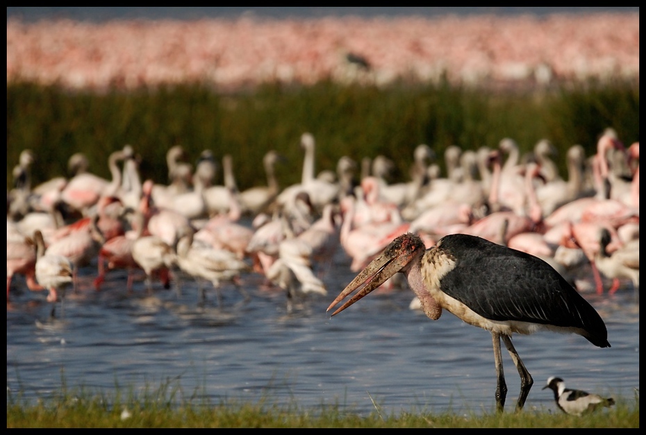  Marabut Ptaki marabut ptaki Nikon D200 Sigma APO 500mm f/4.5 DG/HSM Kenia 0 ptak flaming fauna dziób Ciconiiformes woda bocian wodny ptak dzikiej przyrody bocian marabut