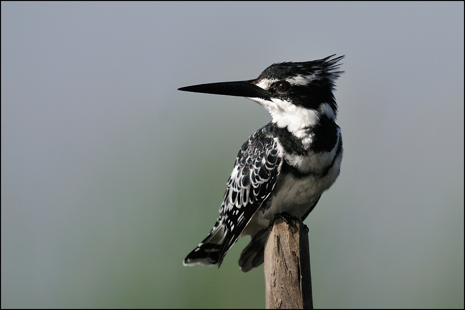  Rybaczek srokaty Ptaki Nikon D300 Sigma APO 500mm f/4.5 DG/HSM Etiopia 0 ptak fauna dziób pióro dzikiej przyrody skrzydło Wrona jak ptak