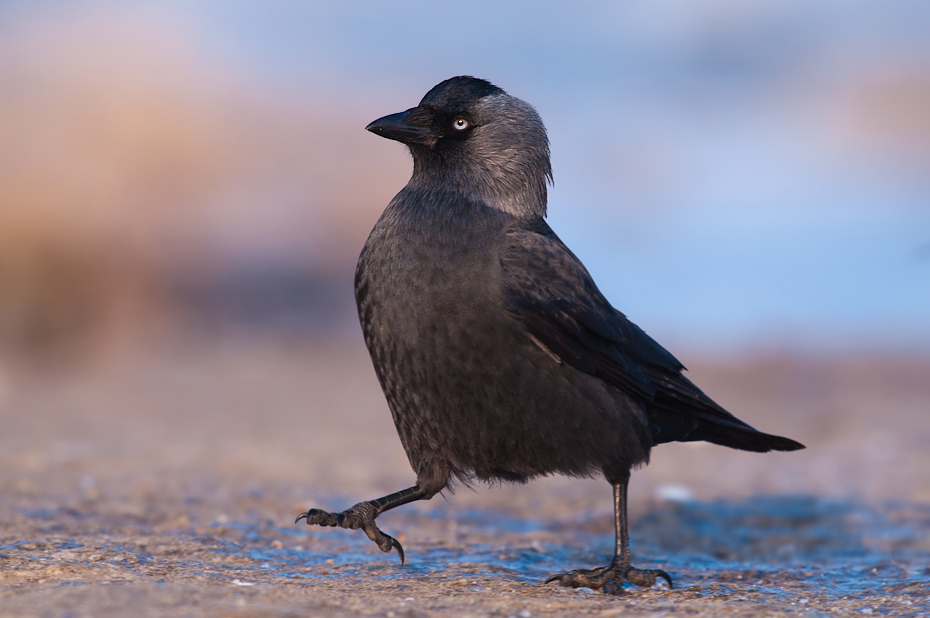  Kawka Ptaki Nikon D300 Sigma APO 500mm f/4.5 DG/HSM Zwierzęta ptak wrona fauna Wrona jak ptak amerykańska wrona dziób dzikiej przyrody pióro kos wieża