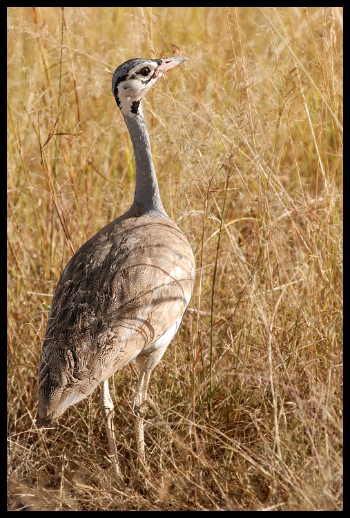  Dropik senegalski Ptaki dropik ptaki Nikon D200 Sigma APO 500mm f/4.5 DG/HSM Kenia 0 ptak fauna dzikiej przyrody dziób zwierzę lądowe żuraw jak ptak gęś dźwig trawa drop