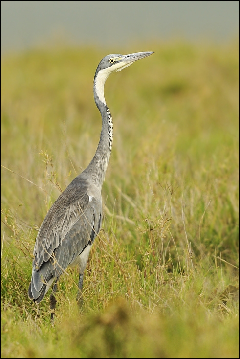  Czapla siwa Ptaki Nikon D300 Sigma APO 500mm f/4.5 DG/HSM Tanzania 0 ptak ekosystem fauna żuraw jak ptak łąka dzikiej przyrody dziób dźwig trawa ecoregion