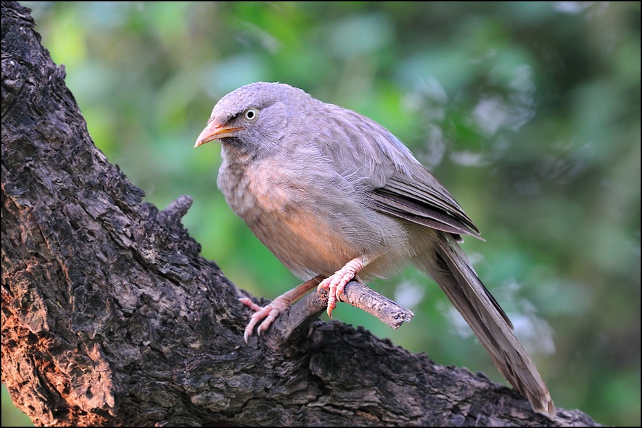  Tymal szarogłowy Ptaki Nikon D300 Sigma APO 500mm f/4.5 DG/HSM Indie 0 ptak fauna dziób flycatcher starego świata zięba dzikiej przyrody Emberizidae organizm ptak przysiadujący wróbel