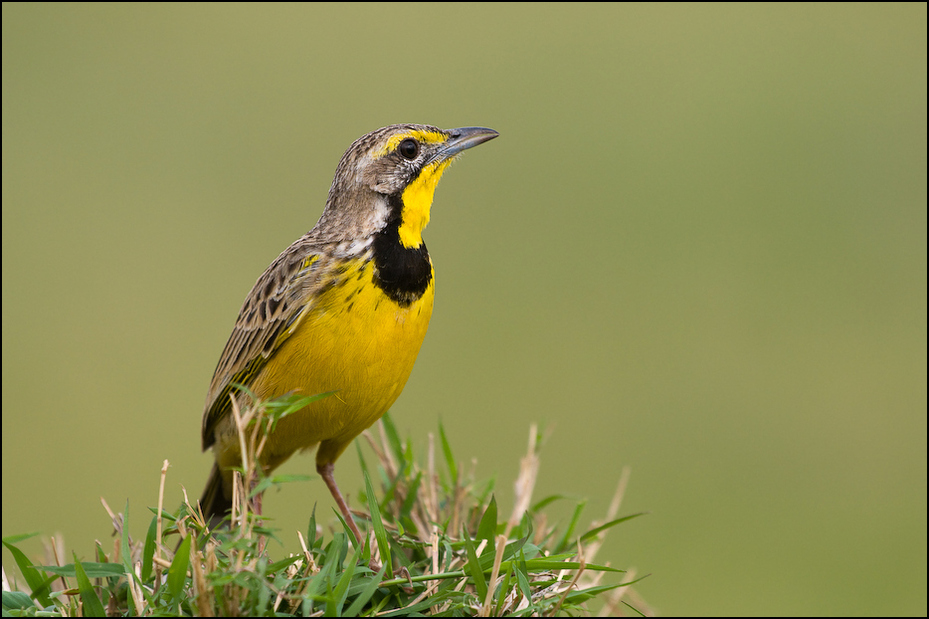  Szponnik żółtogardły Ptaki Nikon D300 Sigma APO 500mm f/4.5 DG/HSM Kenia 0 ptak dziób fauna dzikiej przyrody wilga na starym świecie flycatcher starego świata zięba organizm ptak przysiadujący eurazjatycka złota wilga