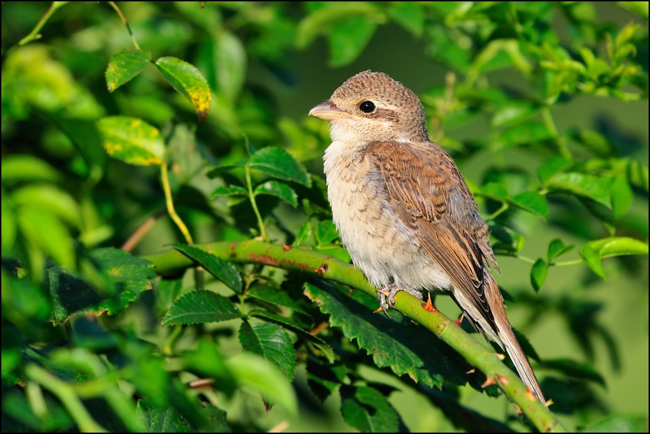  Gąsiorek juv. Ptaki Nikon D300 Sigma APO 500mm f/4.5 DG/HSM Zwierzęta ptak fauna dziób ekosystem dzikiej przyrody flycatcher starego świata słowik organizm gałąź wróbel