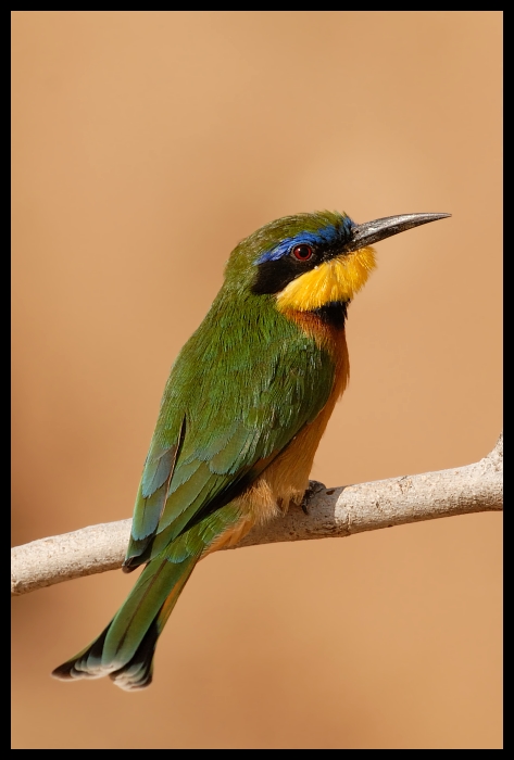  Żołna cynamonowa Ptaki żołna ptaki Nikon D200 Sigma APO 500mm f/4.5 DG/HSM Kenia 0 ptak dziób fauna zjadacz pszczół pióro coraciiformes dzikiej przyrody skrzydło organizm jacamar