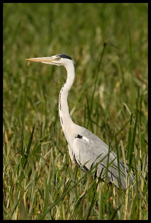  Czapla siwa Ptaki czapla ptaki Nikon D200 Sigma APO 500mm f/4.5 DG/HSM Zwierzęta ptak ekosystem dziób fauna egret Wielka czapla dzikiej przyrody pelecaniformes bocian