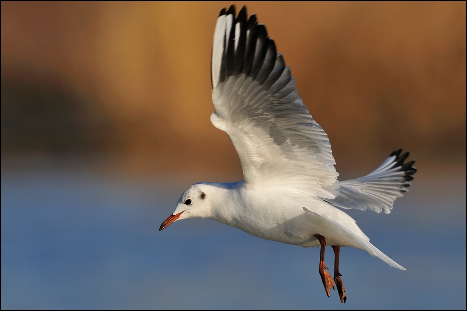  Mewa śmieszka Ptaki Nikon D300 Sigma APO 500mm f/4.5 DG/HSM Zwierzęta ptak ptak morski fauna dziób frajer pióro europejska mewa srebrzysta dzikiej przyrody charadriiformes shorebird