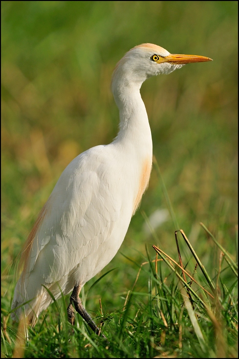  Czapla złotawa Ptaki Nikon D300 Sigma APO 500mm f/4.5 DG/HSM Etiopia 0 ptak ekosystem Wielka czapla dziób fauna egret czapla mała niebieska czapla bocian dzikiej przyrody