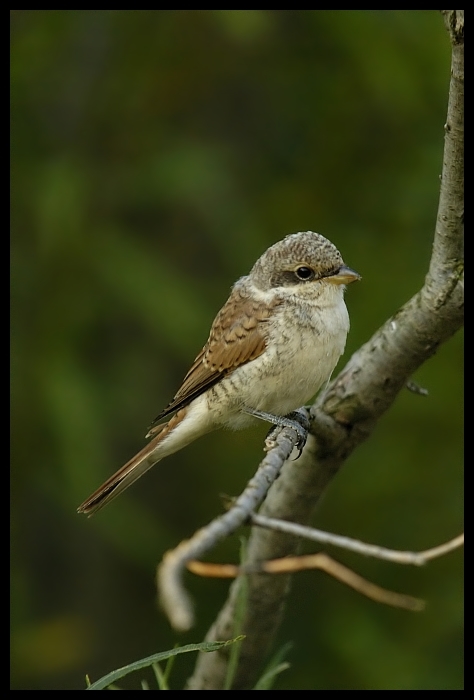  Dzierzba Gąsiorek samiczka Ptaki gąsiorek ptak dzierzba samica Nikon D70 Sigma APO 100-300mm f/4 HSM Zwierzęta fauna dziób wróbel dzikiej przyrody strzyżyk flycatcher starego świata Wróbel skrzydło ptak przysiadujący