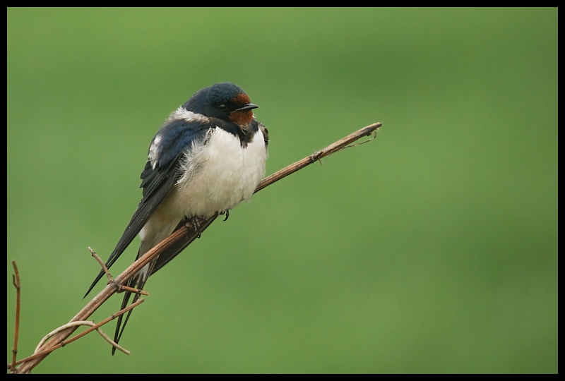  Dymówka Ptaki jaskółka dymówka ptaki Nikon D200 Sigma APO 50-500mm f/4-6.3 HSM Zwierzęta ptak fauna dziób Łyk flycatcher starego świata ptak przysiadujący dzikiej przyrody skrzydło coraciiformes Emberizidae