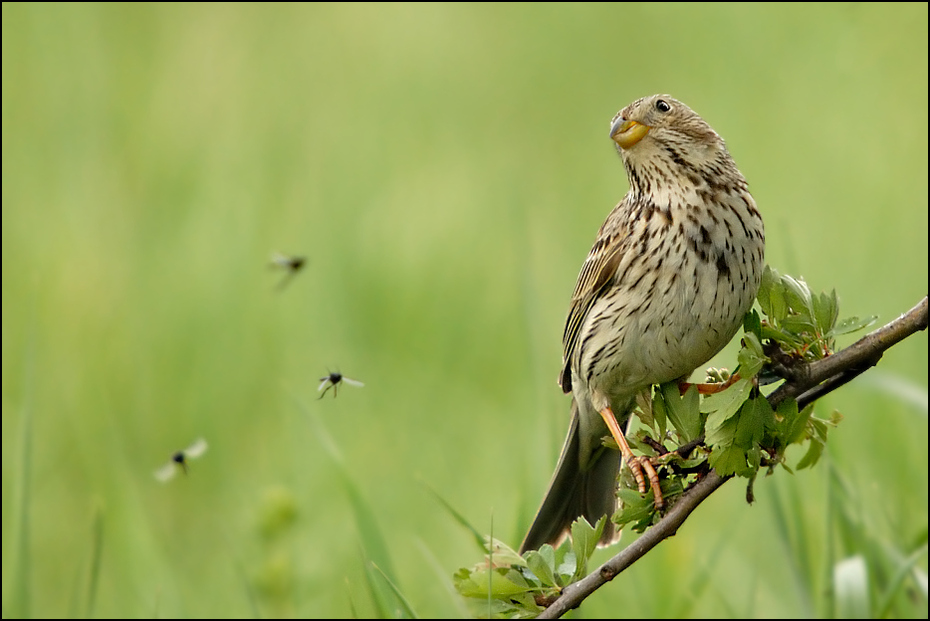  Potrzeszcz Ptaki potrzeszcz ptaki Nikon D200 Sigma APO 50-500mm f/4-6.3 HSM Zwierzęta ptak fauna dziób dzikiej przyrody wróbel zięba sokół organizm Wróbel trawa