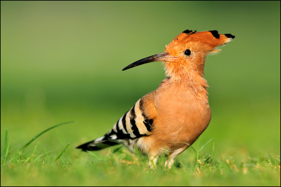  Dudek Ptaki Nikon D300 Sigma APO 500mm f/4.5 DG/HSM Indie 0 ptak ekosystem dzikiej przyrody fauna dziób łąka organizm trawa ecoregion flycatcher starego świata