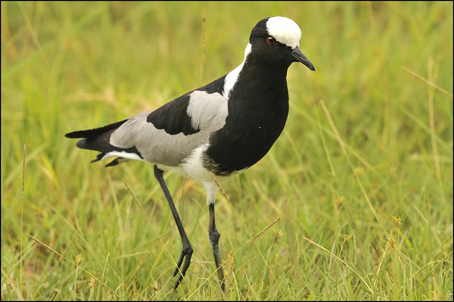  Czajka srokata Ptaki Nikon D300 Sigma APO 500mm f/4.5 DG/HSM Tanzania 0 ptak fauna dziób dzikiej przyrody trawa ecoregion shorebird ptak morski