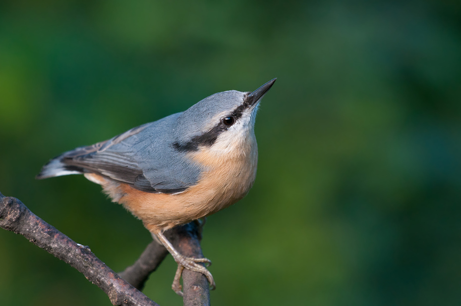  Kowalik Ptaki Nikon D300 Sigma APO 500mm f/4.5 DG/HSM Zwierzęta ptak fauna dziób dzikiej przyrody strzyżyk flycatcher starego świata Gałązka organizm skrzydło chickadee