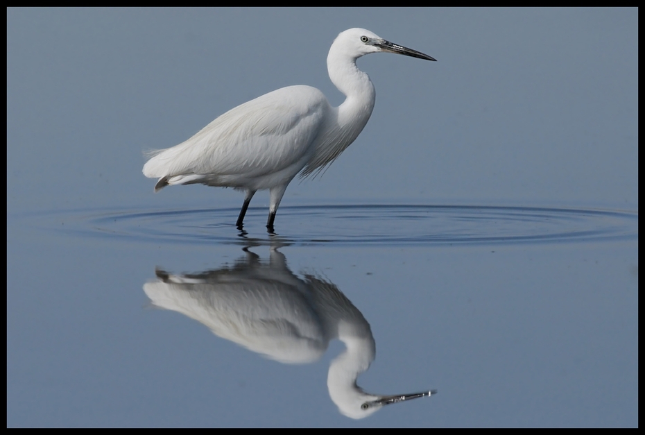  Czapla nadobna Ptaki ptaki Nikon D200 Sigma APO 500mm f/4.5 DG/HSM Kenia 0 ptak Wielka czapla dziób fauna egret czapla shorebird pelecaniformes pióro wodny ptak