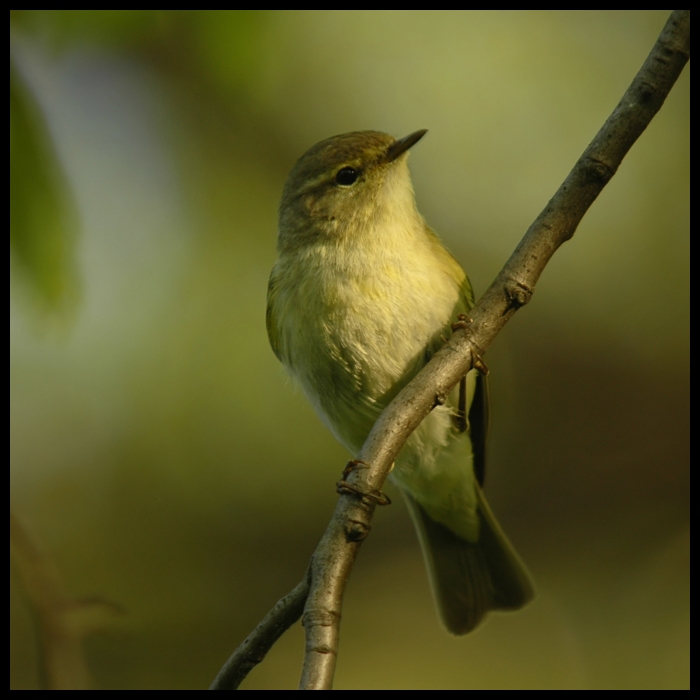  Pierwiosnek Ptaki pierwiosnek ptak Nikon D200 Sigma APO 70-300mm f/4-5.6 Macro Zwierzęta fauna dziób dzikiej przyrody strzyżyk flycatcher starego świata ranek Gałązka słowik ptak przysiadujący